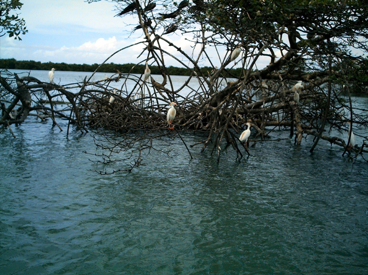 25 - Mangrove 051.jpg